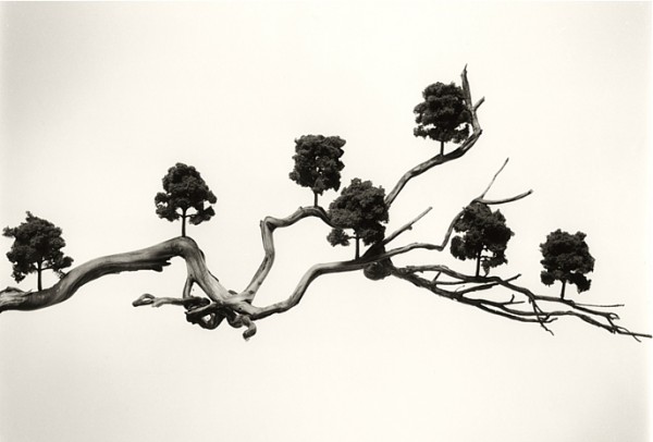 Chema-Madoz-Tree